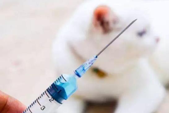 打狂犬疫苗期间吃羊肉有事吗?打狂犬疫苗吃牛肉会失效吗?