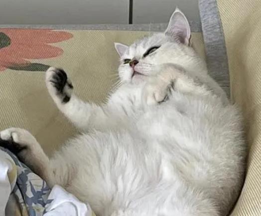自驾带猫咪长时间坐车怎么办?猫咪长时间坐车会怎么样 自驾带猫咪长时间坐车怎么办?猫咪长时间坐车会怎么样