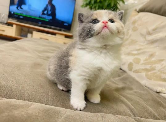 自驾带猫咪长时间坐车怎么办?猫咪长时间坐车会怎么样 自驾带猫咪长时间坐车怎么办?猫咪长时间坐车会怎么样