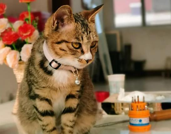 猫咪流食怎么喂?猫咪低声吼叫是什么意思 猫咪流食怎么喂?猫咪低声吼叫是什么意思