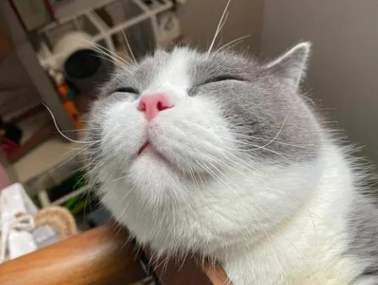 野猫生的小猫有病毒吗?小猫眼屎怎么擦干净 野猫生的小猫有病毒吗?小猫眼屎怎么擦干净