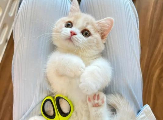 三个月的猫可以吃桃子吗？猫咪打疫苗过敏会死掉吗