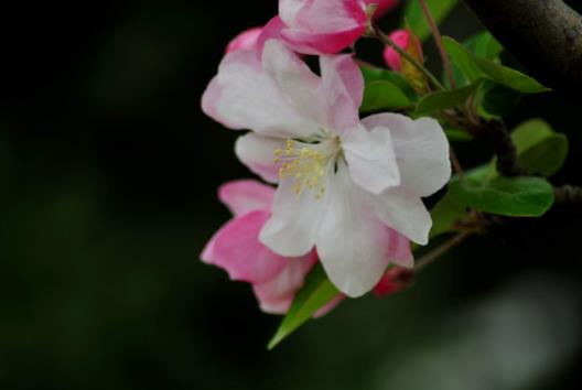 喵街种花中间能不能换花?喵街种花哪发货 喵街种花中间能不能换花?喵街种花哪发货