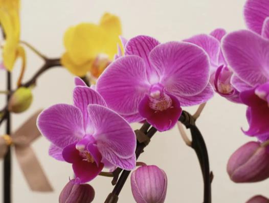 喵街花园的花是什么牌子?喵街花园的花种好不兑换可以存放多久 喵街花园的花是什么牌子?喵街花园的花种好不兑换可以存放多久
