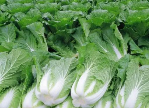 对白菜喷黑醋还是白醋?白菜喷醋可以驱虫是真的吗 对白菜喷黑醋还是白醋?白菜喷醋可以驱虫是真的吗