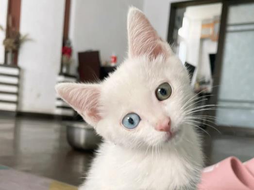 猫咪打疫苗起包是药没有吸收吗?猫咪对疫苗过敏还要打吗 猫咪打疫苗起包是药没有吸收吗?猫咪对疫苗过敏还要打吗