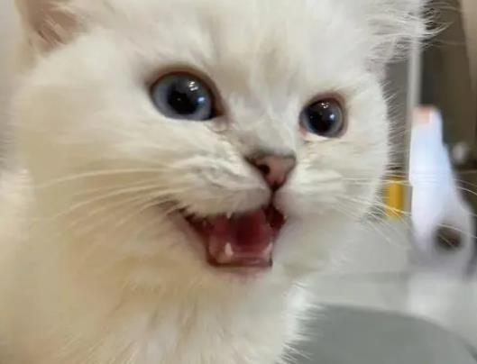 猫咪吃完饭为什么要埋?猫咪尾巴摇动代表什么 猫咪吃完饭为什么要埋?猫咪尾巴摇动代表什么