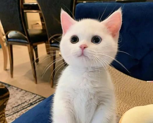 猫咪摸它哪里最舒服?猫咪坐车晕车应激反应怎么办 猫咪摸它哪里最舒服?猫咪坐车晕车应激反应怎么办