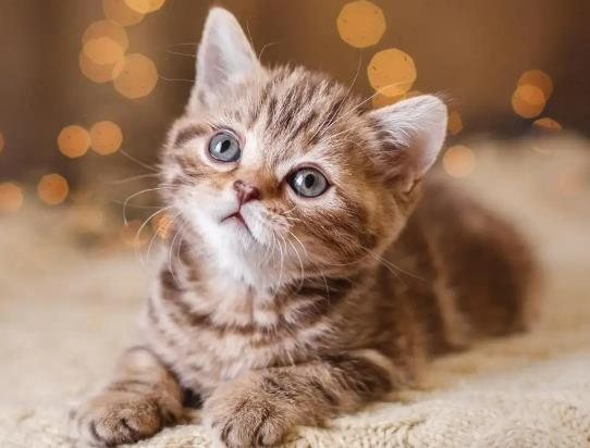 猫咪眼睛分泌物有点黄正常吗？猫咪体内驱虫药怎么吃
