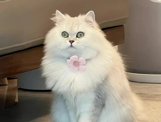 猫咪黑下巴是什么东西?猫咪黑下巴用什么洗 猫咪黑下巴是什么东西?猫咪黑下巴用什么洗