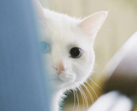 猫草多久吃一次?猫咪不能吃米吗 猫草多久吃一次?猫咪不能吃米吗