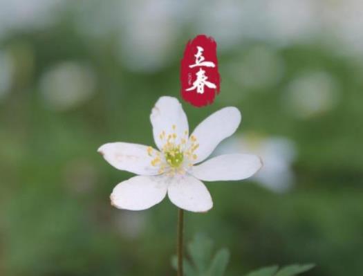 立春在几九这一天？2024立春是数九的哪一天